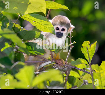 Totenkopfaffen (Saimiri Sciureus) im Rainforest überdachung, Pacaya Samiria Nationalreservat, Yanayacu River, Amazonasgebiet, Peru Stockfoto