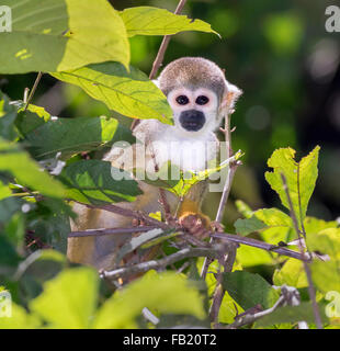 Totenkopfaffen (Saimiri Sciureus) im Rainforest überdachung, Pacaya Samiria Nationalreservat, Yanayacu River, Amazonasgebiet, Peru Stockfoto