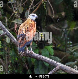 Schwarz-Kragen Hawk (Busarellus Nigricollis), Pacaya Samiria Nationalreservat, Yanayacu Fluss, Amazonasgebiet, Peru Stockfoto