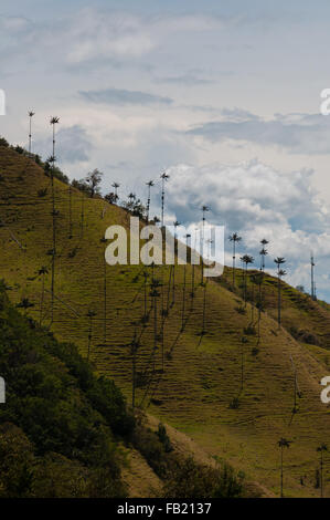 Große Palmen am Hang eines grünen Hügels unter bewölktem Himmel im Cocora-Tal Stockfoto