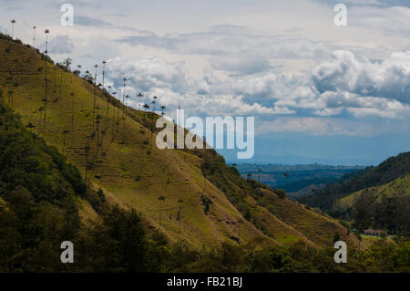 Große Palmen am Hang eines grünen Hügels unter bewölktem Himmel im Cocora-Tal Stockfoto