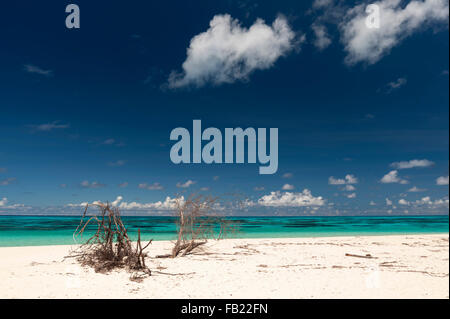 Denis Island, Seychellen. Stockfoto