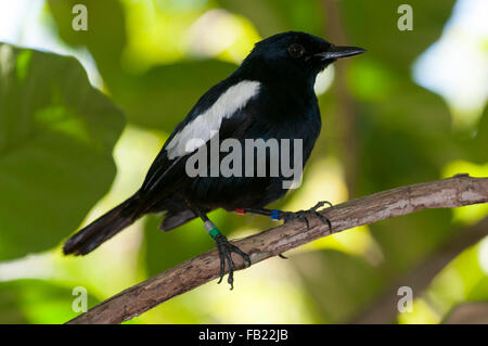 Seychellen magpie Robin (copsychus sechellarum), Fregate Island, Seychellen Stockfoto