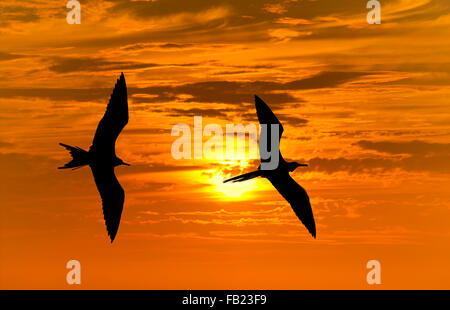 Vögel-Silhouette ist zwei Vogel gegen eine lebendige helle Sonne orange Sonnenuntergang Himmel fliegt. Stockfoto