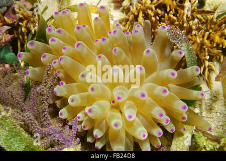 Marine Unterwasserwelt, eine Condy Anemone, Condylactis Gigantea, Karibik, Mittelamerika, Costa Rica Stockfoto