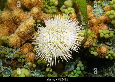 Eine bunte Seeigel oder grüne Seeigel, Lytechinus Variegatus, auf dem Meeresboden in der Karibik, Panama, Mittelamerika Stockfoto