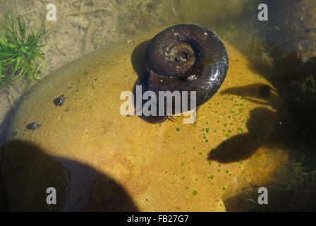 Zwei Springschwänze (Sminthurides Aquaticus) und einen großen Teich frisch geschlüpften Schnecke (Lymnaea Stagnalis) auf eine große Ramshorn Schnecke (Planorbarius Corneus) Stockfoto
