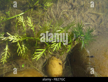 Kleine Wanderung Schnecke (Radix Peregra) und kleine große Ramshorn Schnecke (Planorbarius Corneus) auf Wasser violett (Hottonia Palustris) Stockfoto