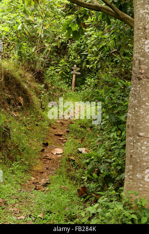 Einer üppigen grünen Wald/Dschungel-Pfad oder einem Pfad mit einem alten Holzschild am Ende in zwei entgegengesetzte Richtungen zeigen Stockfoto