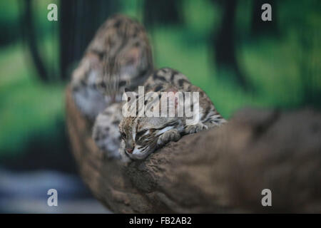 Yangon. 7. Januar 2016. Foto aufgenommen am 7. Januar 2016 zeigt zwei Leopard-Katzen im Hlawga Wildlife Park am Stadtrand von Yangon, Myanmar. Hlawga Wildlife Park, der 35 Kilometer nördlich von Yangon gelegen umfasst eine Fläche von 623-Hektar, darunter ein 313 Hektar großen Wildpark, einem 25 Hektar großen Mini-Zoo und eine 267 Hektar große Pufferzone. Bildnachweis: U Aung/Xinhua/Alamy Live-Nachrichten Stockfoto