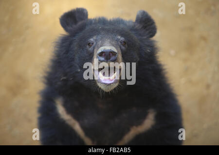 Yangon. 7. Januar 2016. Foto aufgenommen am 7. Januar 2016 zeigt einen malayischen Sonne Bären Hlawga Wildlife Park am Stadtrand von Yangon, Myanmar. Hlawga Wildlife Park, der 35 Kilometer nördlich von Yangon gelegen umfasst eine Fläche von 623-Hektar, darunter ein 313 Hektar großen Wildpark, einem 25 Hektar großen Mini-Zoo und eine 267 Hektar große Pufferzone. Bildnachweis: U Aung/Xinhua/Alamy Live-Nachrichten Stockfoto