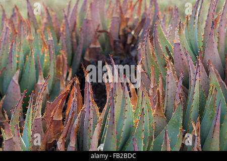 Aloe-Texturen Stockfoto