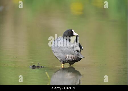 Schwarzen Coot - gemeinsame Coot - eurasischen Blässhuhn (Fulica Atra) im flachen Wasser putzen Stockfoto