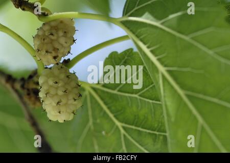 Weiße Maulbeere - Common Mulberry - Seidenraupe Maulbeere (Morus Alba) stammt aus Nordchina in Früchten im Sommer Provence - Frankreich Stockfoto