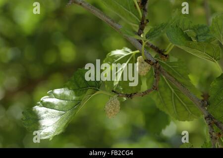 Weiße Maulbeere - Common Mulberry - Seidenraupe Maulbeere (Morus Alba) stammt aus Nordchina in Früchten im Sommer Provence - Frankreich Stockfoto