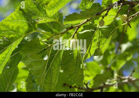 Weiße Maulbeere - Common Mulberry - Seidenraupe Maulbeere (Morus Alba) stammt aus Nordchina in Früchten im Sommer Provence - Frankreich Stockfoto