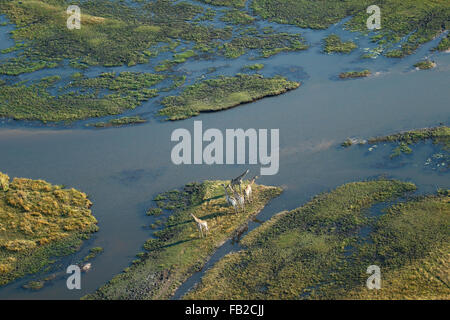 Fantastische Luftaufnahme des Okavango Deltas mit einer Herde Giraffen auf einer Insel Stockfoto