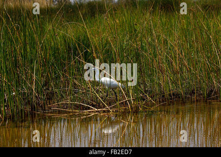 Silberreiher ist eine große Reiher mit All-weißen Gefieder. Stehend bis zu 1 m (3,3 ft) hoch, diese Spezies 80 bis 104 cm messen kann Stockfoto