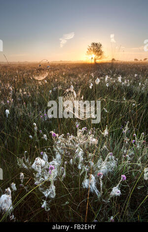 Niederlande, Zwartemeer, Natur Naturschutzgebiet Bargerveen. Hochmoor oder Torf-Moor. Sunrise, Wollgras. Spinnennetz Stockfoto