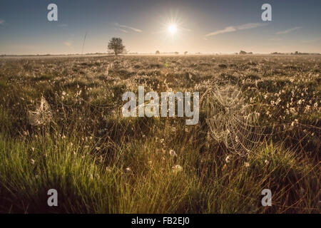 Niederlande, Zwartemeer, Natur Naturschutzgebiet Bargerveen. Hochmoor oder Torf-Moor. Sunrise, Wollgras. Spinnennetz Stockfoto