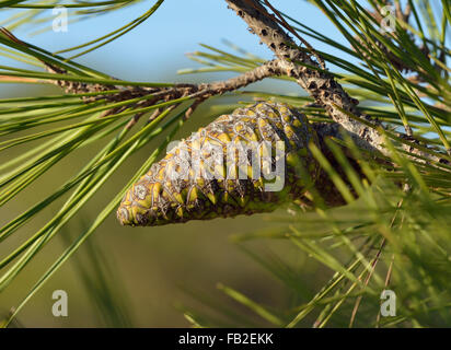 Kalabrische oder türkische Kiefer - Pinus voll Kegel & Nadeln Stockfoto