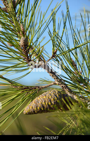 Kalabrische oder türkische Kiefer - Pinus voll Kegel & Nadeln Stockfoto