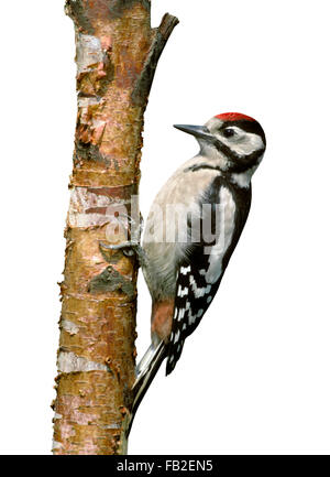 Great Spotted Woodpecker - Dendrocopus großen - Juvenile. Stockfoto