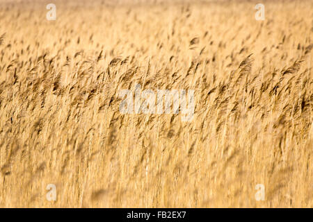 Niederlande, Kollumerpomp, Nationalpark Lauwersmeer genannt. Röhricht Stockfoto