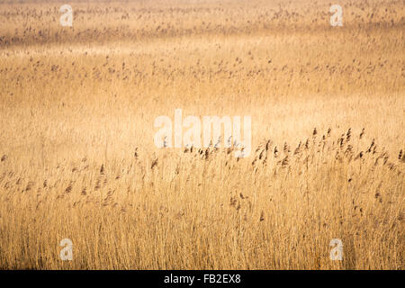 Niederlande, Kollumerpomp, Nationalpark Lauwersmeer genannt. Röhricht Stockfoto