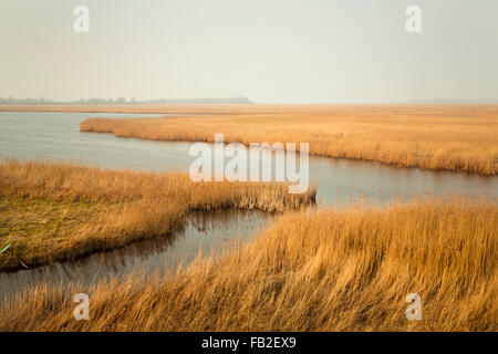 Niederlande, Kollumerpomp, Nationalpark Lauwersmeer genannt. Röhricht. Langzeitbelichtung Stockfoto