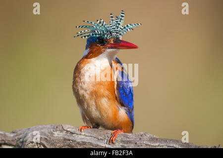 Malachit-Eisvogel mit Fahne angehoben auf einem Ast Stockfoto