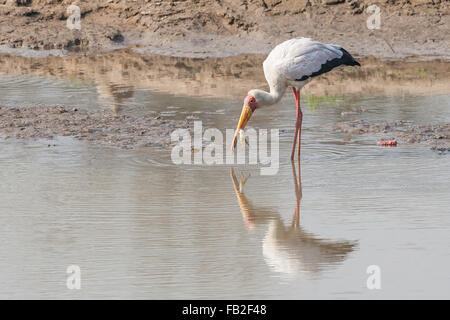 Gelb-billed Storch Frosch im Luangwa Fluss Sambia ernähren. Stockfoto