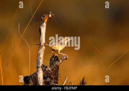 Eine zierliche kleine Vogel gesehen zwar auf Safari in Botswana Kalahari Scheuern robin Stockfoto