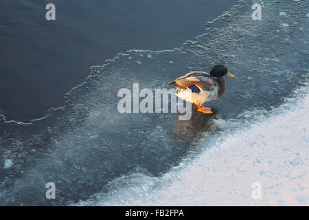 Wilde Ente stehend auf dem Fluss Eis Stockfoto