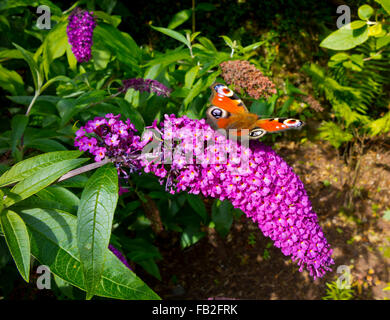 Europäische Pfau Schmetterling Aglais Io Fütterung auf Buddleja oder Sommerflieder Pflanzen im Spätsommer Stockfoto