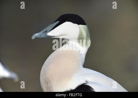 Eider - Somateria Mollissima - männlich Stockfoto