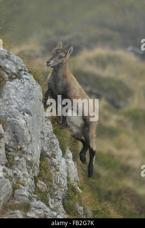 Junger Alpensteinbock / Steinbock / Alpensteinbock ( Capra Steinbock ) springt auf Felsen in den Schweizer Alpen, Tierwelt, Europa, Schweiz. Stockfoto