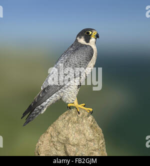 Peregrine - Falco peregrinus Stockfoto