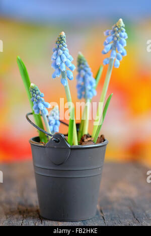 Muscari Neglectum Blumen in einem kleinen Eimer Stockfoto