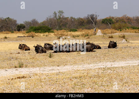 Riesige Herden von Gnus durchstreifen den afrikanischen Kontinent, schöner Anblick zu sehen, während auf safari Stockfoto