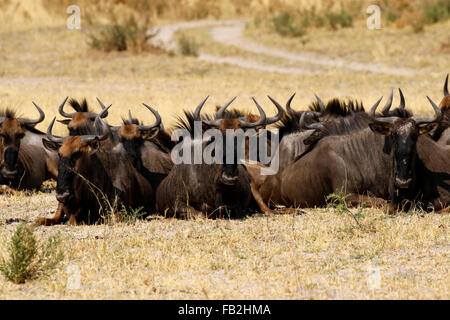 Riesige Herden von Gnus durchstreifen den afrikanischen Kontinent, schöner Anblick zu sehen, während auf safari Stockfoto