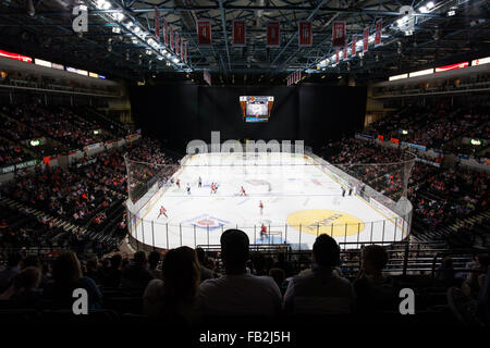 Sheffield Steelers Eishockey Team spielen an der Hallam FM Sheffield Arena in Sheffield, South Yorkshire. Stockfoto