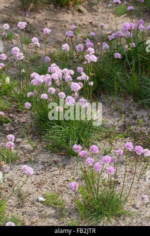 Gemeinsamen Sparsamkeit, Meer Sparsamkeit, Meer rosa, Strand-Grasnelke, Strandgrasnelke, Grasnelke, Armeria Maritima, L'Armérie maritime Stockfoto