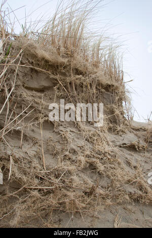 Strandhafer, Dünengebieten Grass, Wurzeln, Küstenschutz, Strang-Hafer, Strandhafer, Wurzeln, Dünenschutz, Ammophila Arenaria Stockfoto