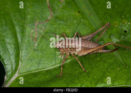 Dunkle Bushcricket, Weiblich, Gewöhnliche Strauchschrecke, Weibchen Mit Legebohrer, Pholidoptera Griseoaptera, Thamnotrizon Cinereus Stockfoto