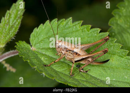 Dunkle Bushcricket, Weiblich, Gewöhnliche Strauchschrecke, Weibchen Mit Legebohrer, Pholidoptera Griseoaptera, Thamnotrizon Cinereus Stockfoto