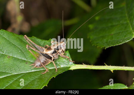 Dunkle Bushcricket, Männlich, Gewöhnliche Strauchschrecke, Männchen, Pholidoptera Griseoaptera, Thamnotrizon Cinereus Stockfoto