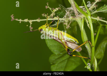 Großen Marsh Grasshopper, Sumpfschrecke, Sumpf-Schrecke, Stethophyma Grossum, Mecostethus Grossus, le Criquet blutbefleckter Stockfoto