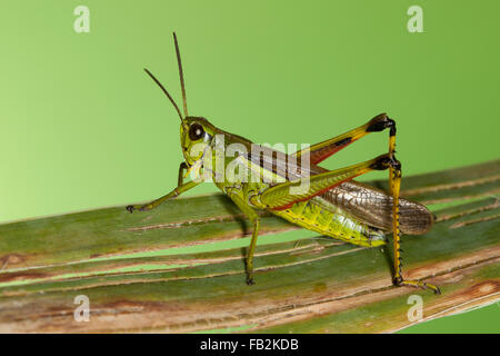 Großen Marsh Grasshopper, Sumpfschrecke, Sumpf-Schrecke, Stethophyma Grossum, Mecostethus Grossus, le Criquet blutbefleckter Stockfoto