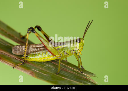 Großen Marsh Grasshopper, Sumpfschrecke, Sumpf-Schrecke, Stethophyma Grossum, Mecostethus Grossus, le Criquet blutbefleckter Stockfoto